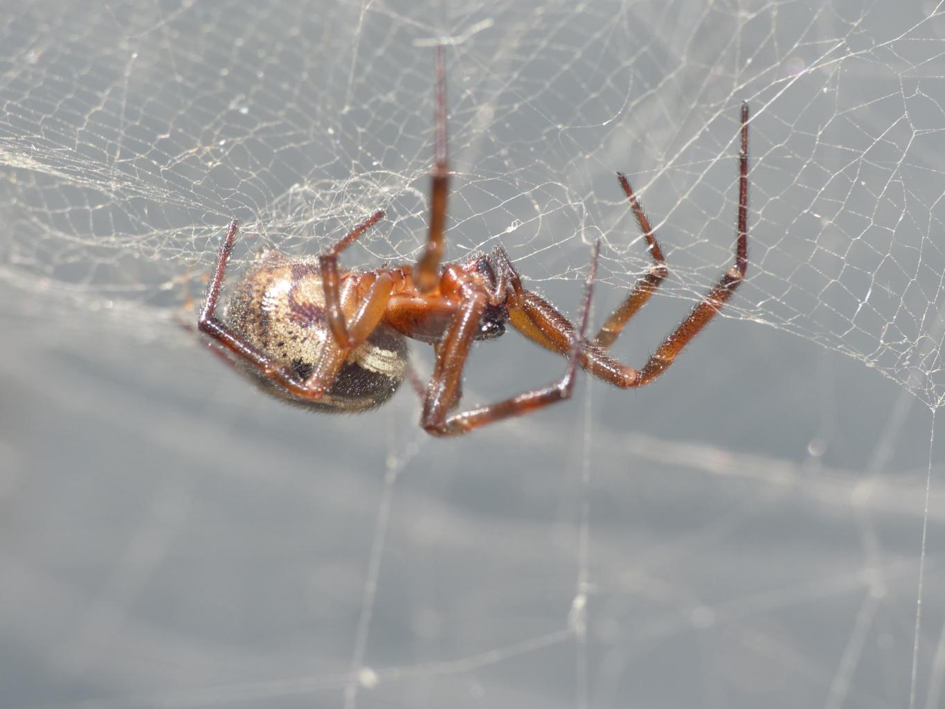 Steatoda nobilis su tela di Cyrtophora citricola - Palau (OT